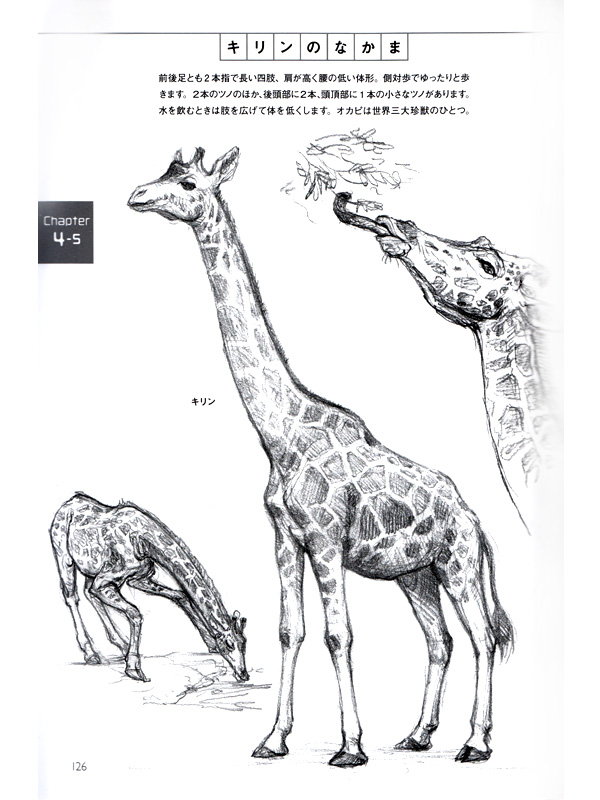 Animal Drawing - Skeleton and Proportion of Different Animals Reference ...