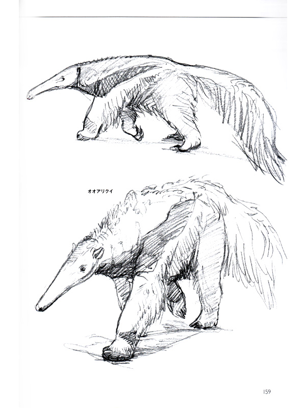 Animal Drawing Skeleton and Proportion of Different Animals Reference