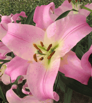 'Baywatch' - Orienpet Hybrid Lily Bulb