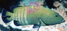 Blue Dot Grouper - Cephalopholis argus - Argus Grouper - Peacock Hind - Blue Spotted Grouper