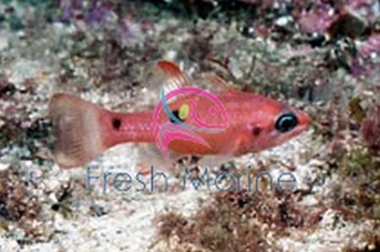 Flame Cardinal Fish - Apogon pseudomaculatus - Flame Fish - Cardinalfish Flame Cardinal Fish - Apogon pseudomaculatus - Flame Fish - Cardinalfish
