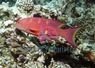 Lyretail Grouper - Variola louti - Yellow-Edged Lyretail Grouper Fish Lyretail Grouper - Variola louti - Yellow-Edged Lyretail Grouper Fish