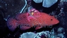 Miniatus Grouper - Cephalopholis miniata - Coral Hind Grouper Fish Miniatus Grouper - Cephalopholis miniata - Coral Hind Grouper Fish