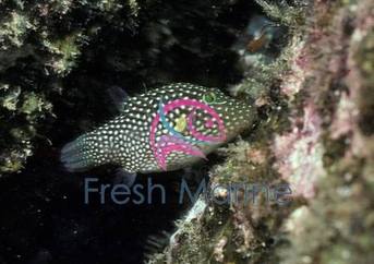 Spotted Puffer - Canthigaster punctatissimus - Crowned Puffer - Spotted Sharpnose Puffer Spotted Puffer - Canthigaster punctatissimus - Crowned Puffer - Spotted Sharpnose Puffer