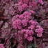 sedum Firecracker [6"]