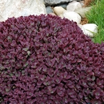 sedum Firecracker [6"]