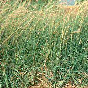 Side Oats Grama Grass Seeds