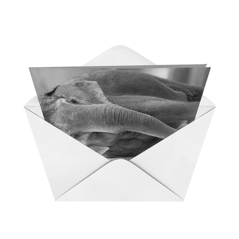 Trunks Of Love Nobleworks By Design Not Greeted Card