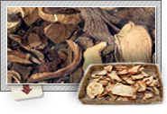 Gourmet Mushrooms