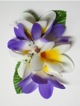 Plumeria hair clip #22 Purple /white (out of stock) Plumeria hair clip #22 Purple /white (out of stock)