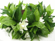 Maile tuberose headband