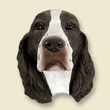 Doogie Head - Springer Spaniel Doogie Head - Springer Spaniel