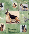 Wrapping Paper - German Shepherd Wrapping Paper - German Shepherd