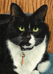 Harry the persnickity cat, matted limited edition, drew strouble, domestic bi-color cat, black and white cat, catmandrew, cat art print