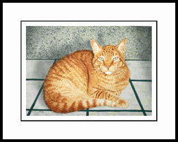 Morris, framed open edition mini print, Drew Strouble, CatmanDrew, cat art print, orange tabby cat