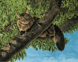 The Lookout Matted Open Edition Mini Print Drew Strouble Maine Coon Cat Art