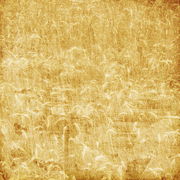 Harvest, scrapbook paper (Stamping Station)