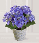 Hydrangea Plant Hydrangea Plant