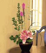 Orchid Cheer Orchid Cheer