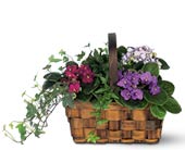 Mixed African Violet Basket Mixed African Violet Basket