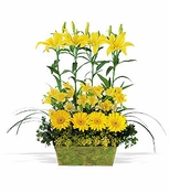 Yellow Garden Rows Yellow Garden Rows