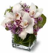 Lovely Orchids Lovely Orchids