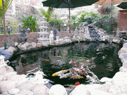 Pond Kits Pond Kits