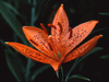 Lily Species - L. tsingtauense Lily Species - L. tsingtauense