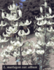 Lilium martagon album - Bags of single bulbs only Lilium martagon album - Bags of single bulbs only