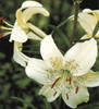 'Sweet Surrender' - Asiatic Hybrid Lily Bulb 'Sweet Surrender' - Asiatic Hybrid Lily Bulb