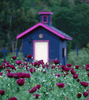 'Dianna's Purple Poppies' (Annual Seed - will self sow) 'Dianna's Purple Poppies' (Annual Seed - will self sow)