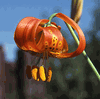 Lily Bulb - 'L. shastense' Lily Bulb - 'L. shastense'