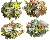 SPHAGNUM MOSS BALLS - WIRE BALLS - KISSING BALLS - SPHERES - HANGING SPHAGNUM MOSS BALLS - WIRE BALLS - KISSING BALLS - SPHERES - HANGING
