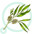 Tea Tree Oil