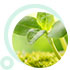 Anti-Aging