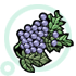 Muscadine Grape Extract