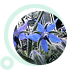Borage Oil, Borage Seed Oil