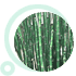 Horsetail