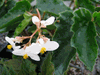 begonia Eunice Grey begonia Eunice Grey