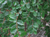 begonia foliosa begonia foliosa