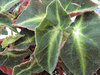 begonia listada begonia listada