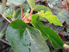 begonia odeteiantha Venezuelan form begonia odeteiantha Venezuelan form
