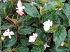 begonia Richmondensis begonia Richmondensis