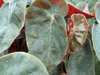 begonia Selover begonia Selover