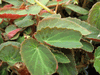 begonia Withlacoochee begonia Withlacoochee