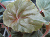 begonia Thurstonii Hybrid begonia Thurstonii Hybrid