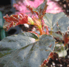 begonia 'Concord' begonia 'Concord'