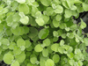 Licorice Vine Helichrysum Gold Licorice Vine Helichrysum Gold