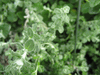 Licorice Vine Helichrysum Miniature Licorice Vine Helichrysum Miniature