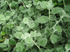 Licorice Vine Helichrysum Grey Licorice Vine Helichrysum Grey